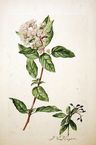 Jacob van Huysum