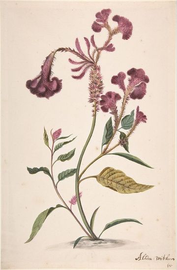 Alida Withoos