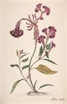 Alida Withoos